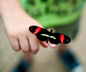 Butterly on finger