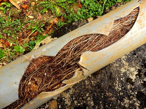 Tree roots damaging pipework