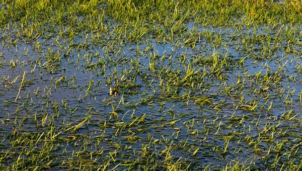 Waterlogged garden