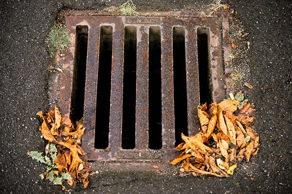 A gully grate with autumn leaves.