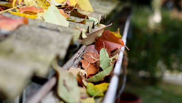 Autumn leaves within a black gutter.